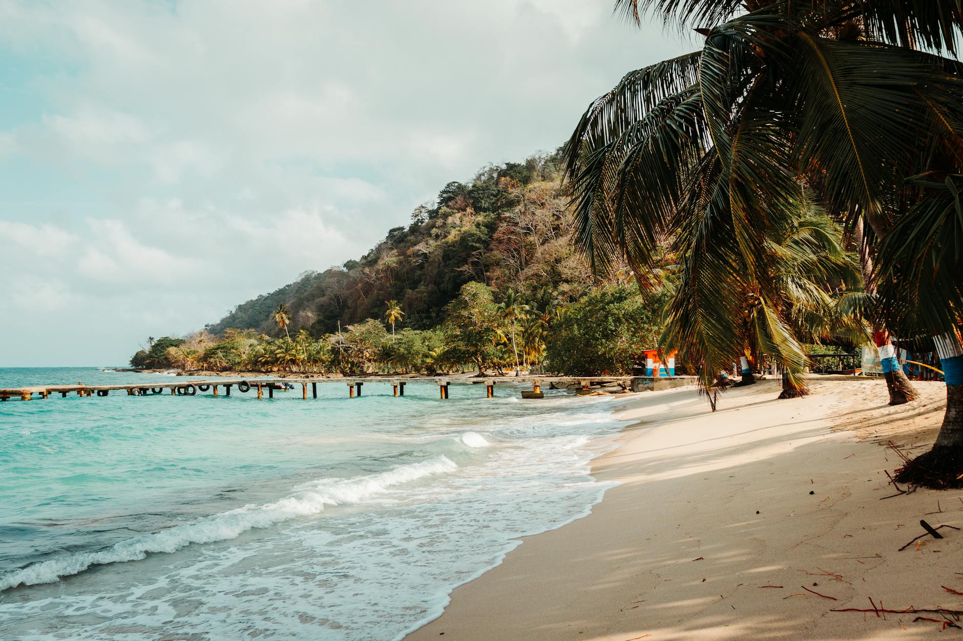 palm trees on sand beach in tropical landscape